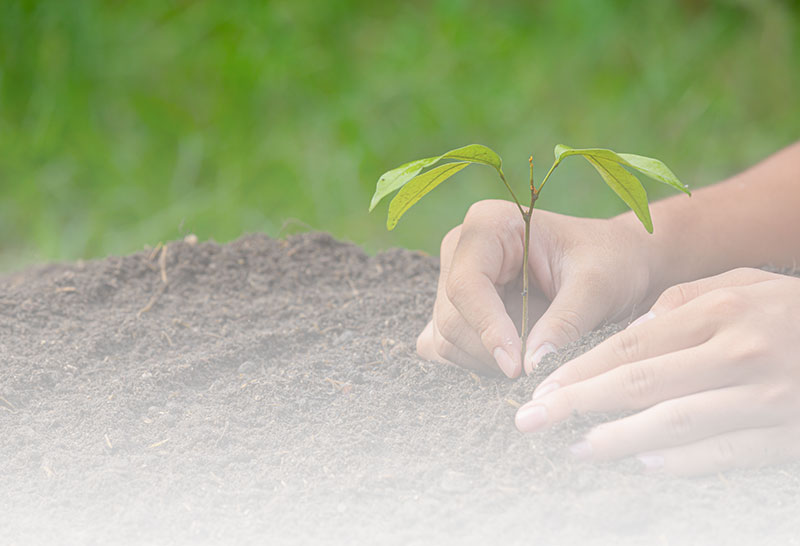 Trees Planted